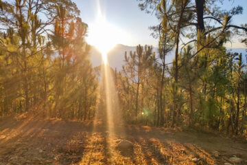 bosques en valle de bravo